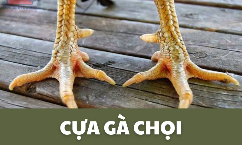 giai-dap-cat-cua-ga-choi-co-anh-huong-gi-khong-7